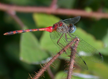 Blue-faced Meadowhawk Blue-faced Meadowhawk
